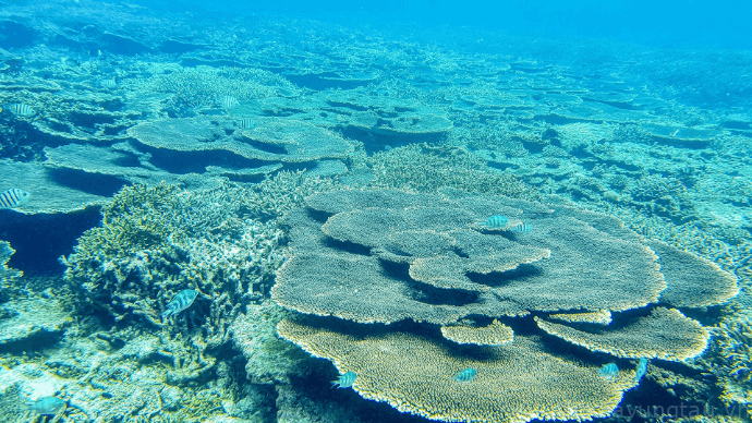 Vẻ đẹp của san hô tại Hòn Tài