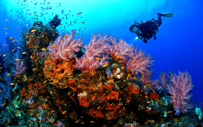 Để có được chuyến đi thú vị, hãy lặn biển ngắm san hô Côn Đảo
